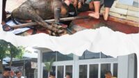 Ket Photo:Kepala Lapas Kelas I Medan, Herry Suhasmin, Memantau Proses Pemotongan Hewan Qurban Yang dDilakukan dengan Tertib Dan Higienis.