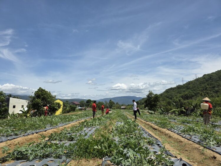 Budidaya Semangka Lapas Padangsidimpuan Tahap II Masuki Perawatan Intensif